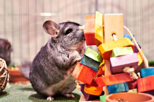 Megvásárolt és házi játékok a chinchillas számára
